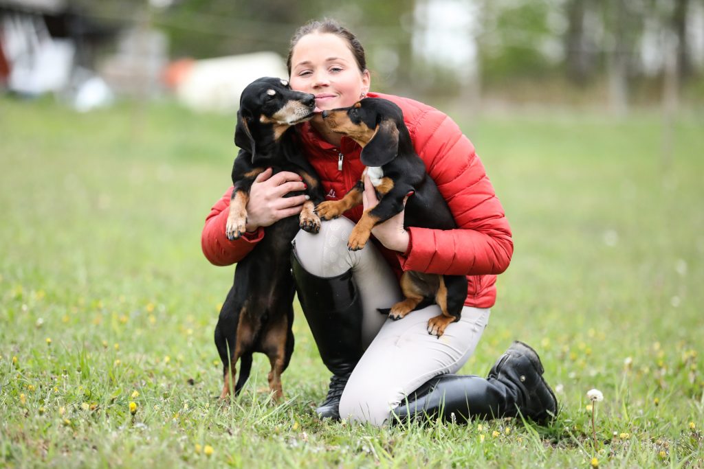 Tax uppfödning hund taxar taxuppfödning