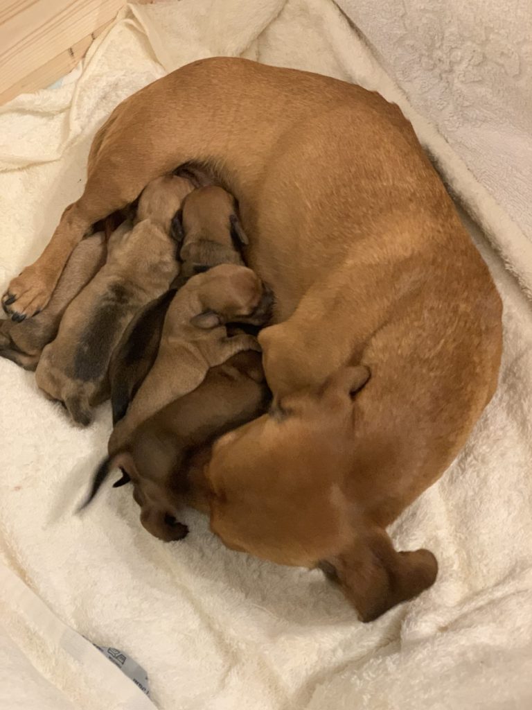 taxar - taxvalp - valpar - solbackens tax - valpar stockholm - taxvalp sörmland - dvärgtax (1) valpar - tax - taxar - taxuppfödning - kennel - dvärgtax