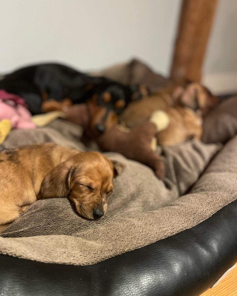 taxar - taxvalp - valpar - solbackens tax - valpar stockholm - taxvalp sörmland - dvärgtax (10) valpar - tax - taxar - taxuppfödning - kennel - dvärgtax