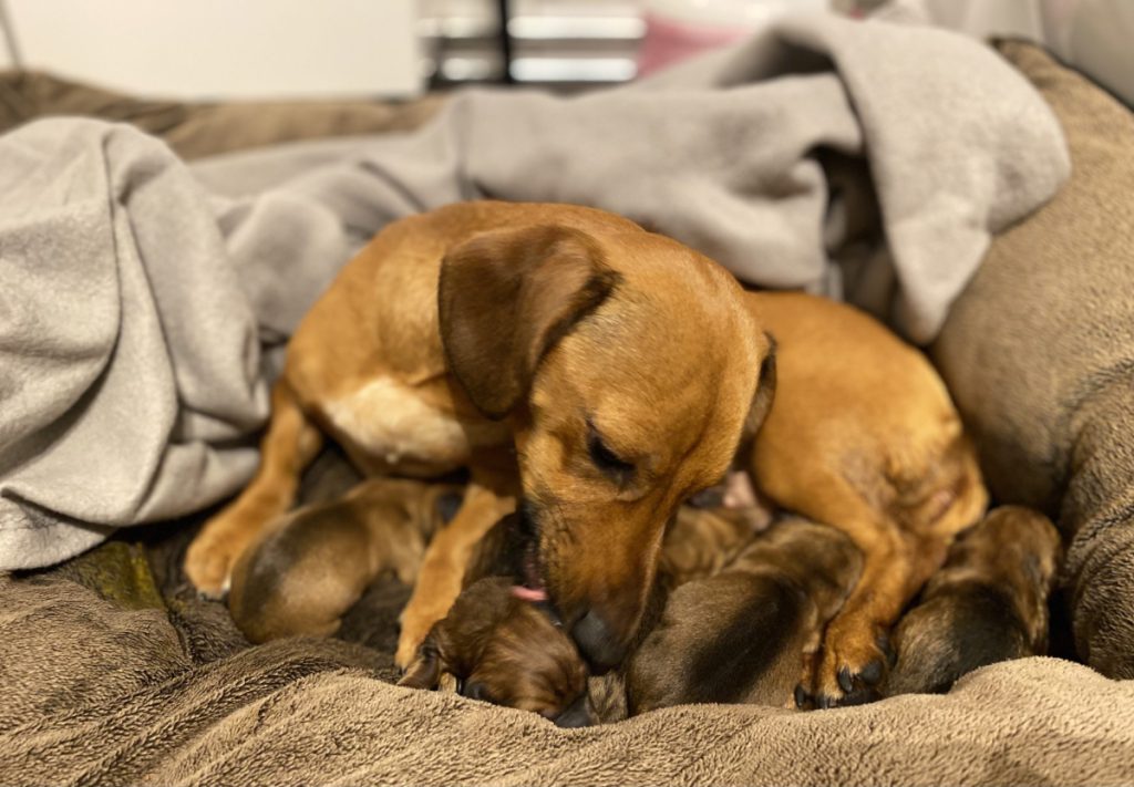 taxar - taxvalp - valpar - solbackens tax - valpar stockholm - taxvalp sörmland - dvärgtax (2) valpar - tax - taxar - taxuppfödning - kennel - dvärgtax