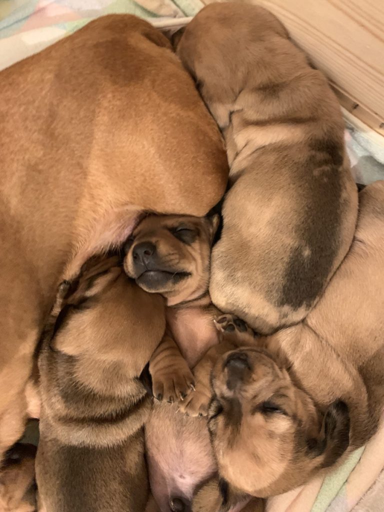 taxar - taxvalp - valpar - solbackens tax - valpar stockholm - taxvalp sörmland - dvärgtax (3) valpar - tax - taxar - taxuppfödning - kennel - dvärgtax
