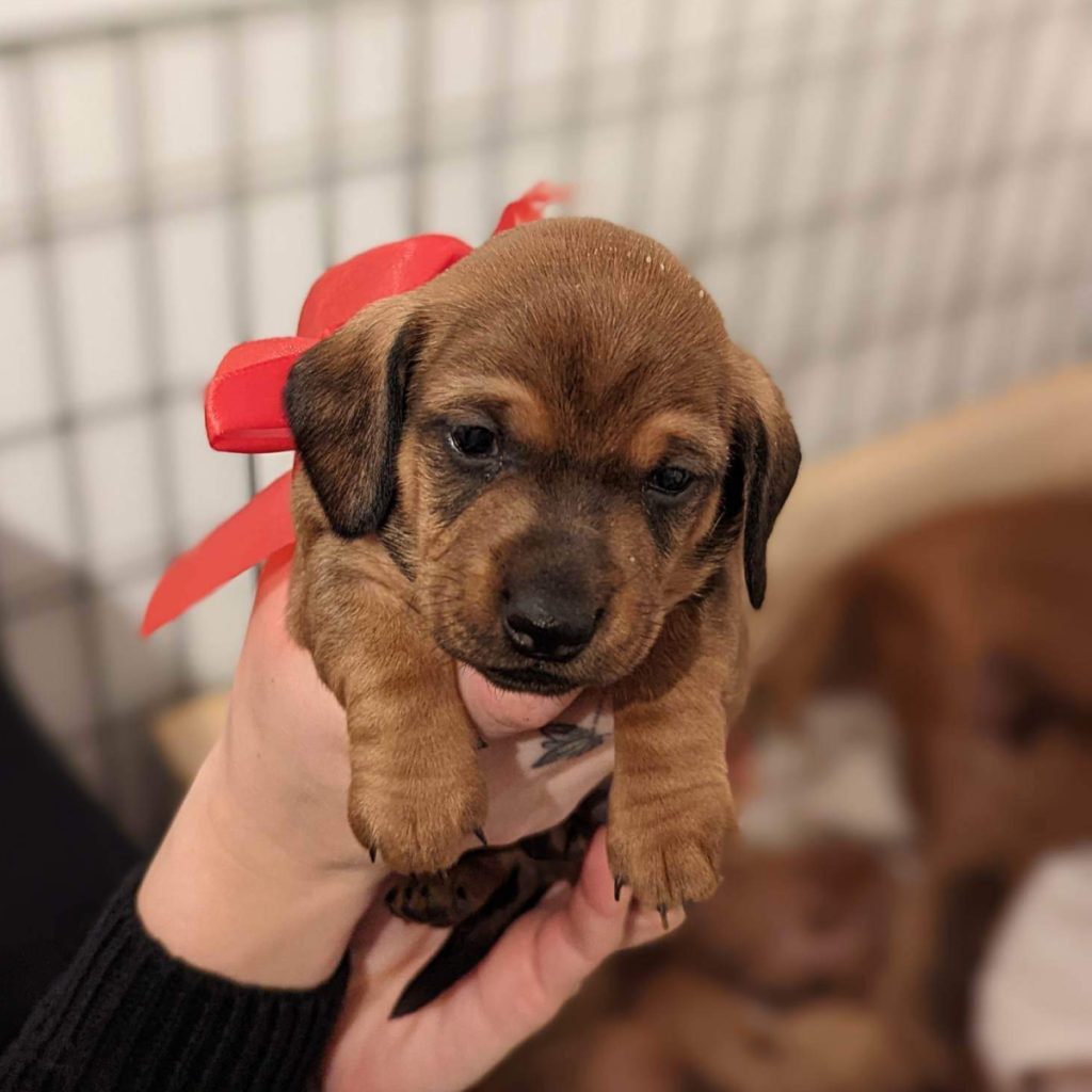 taxar - taxvalp - valpar - solbackens tax - valpar stockholm - taxvalp sörmland - dvärgtax (4) valpar - tax - taxar - taxuppfödning - kennel - dvärgtax