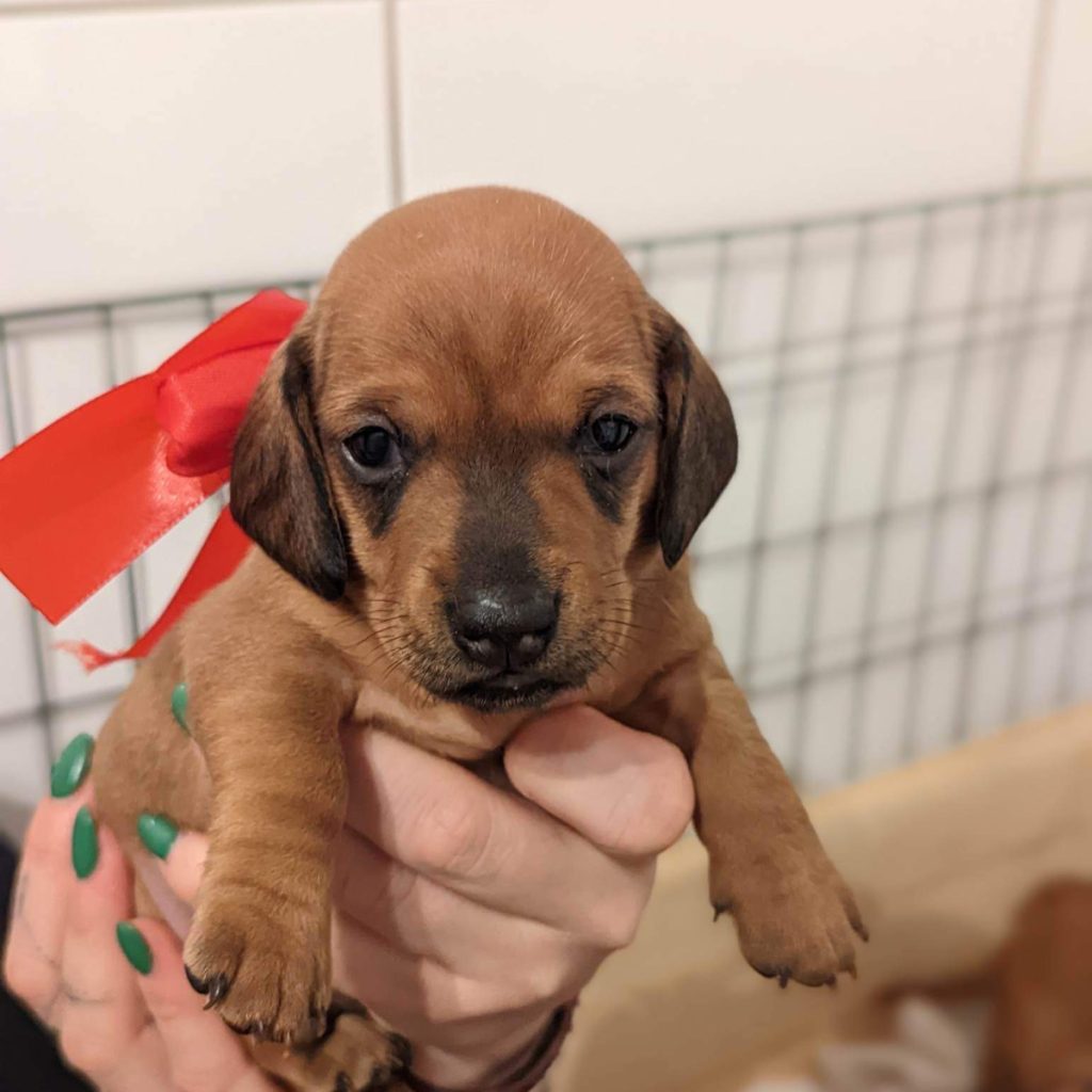 taxar - taxvalp - valpar - solbackens tax - valpar stockholm - taxvalp sörmland - dvärgtax (5) valpar - tax - taxar - taxuppfödning - kennel - dvärgtax