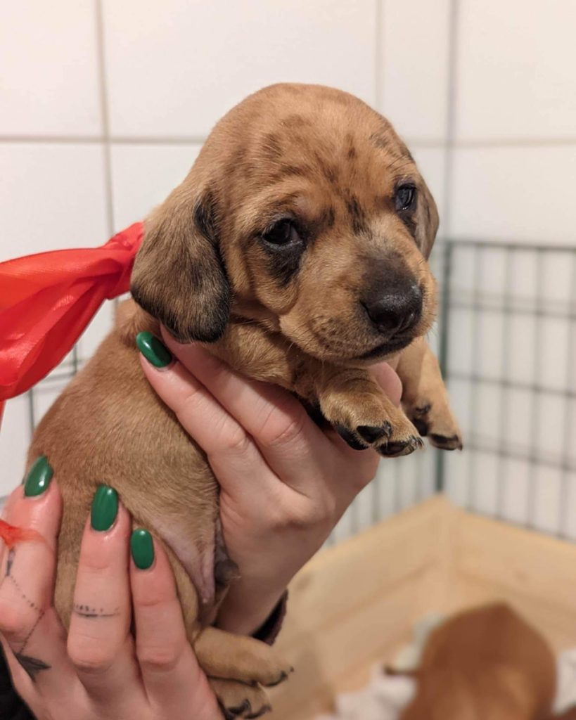 taxar - taxvalp - valpar - solbackens tax - valpar stockholm - taxvalp sörmland - dvärgtax (6) valpar - tax - taxar - taxuppfödning - kennel - dvärgtax