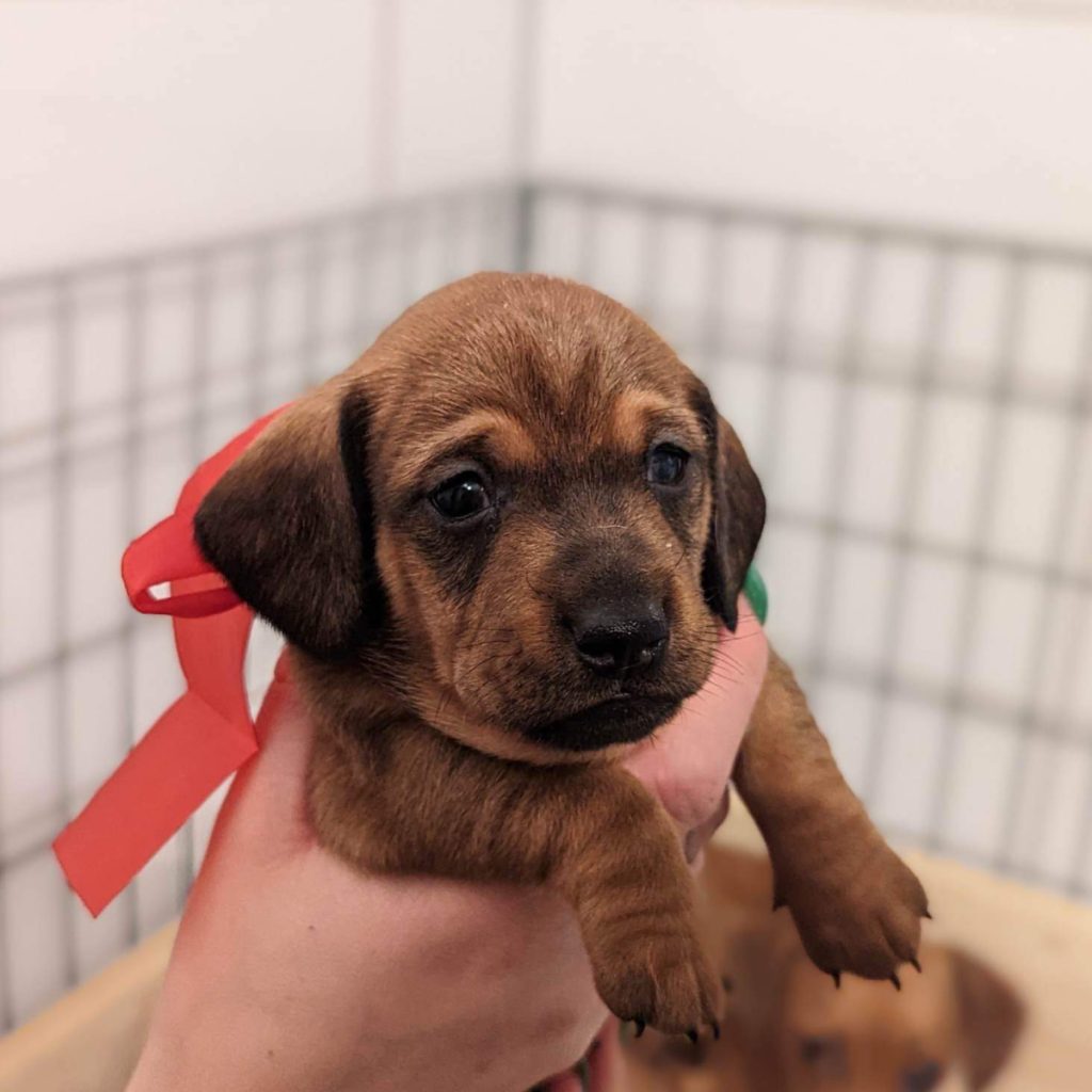 taxar - taxvalp - valpar - solbackens tax - valpar stockholm - taxvalp sörmland - dvärgtax (7) valpar - tax - taxar - taxuppfödning - kennel - dvärgtax
