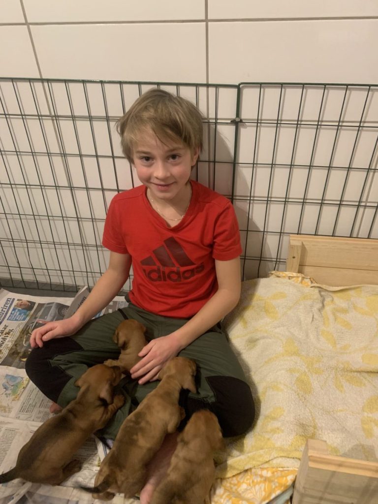 taxar - taxvalp - valpar - solbackens tax - valpar stockholm - taxvalp sörmland - dvärgtax (8) valpar - tax - taxar - taxuppfödning - kennel - dvärgtax