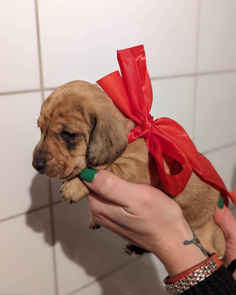 taxar - taxvalp - valpar - solbackens tax - valpar stockholm - taxvalp sörmland - dvärgtax (9) valpar - tax - taxar - taxuppfödning - kennel - dvärgtax